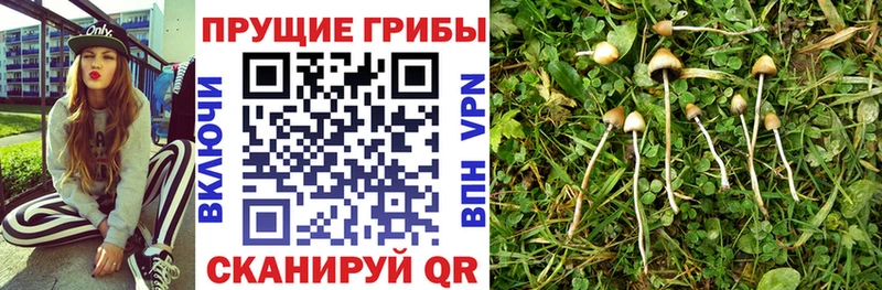 Купить где  Магадан  Галлюциногенные грибы Psilocybe 